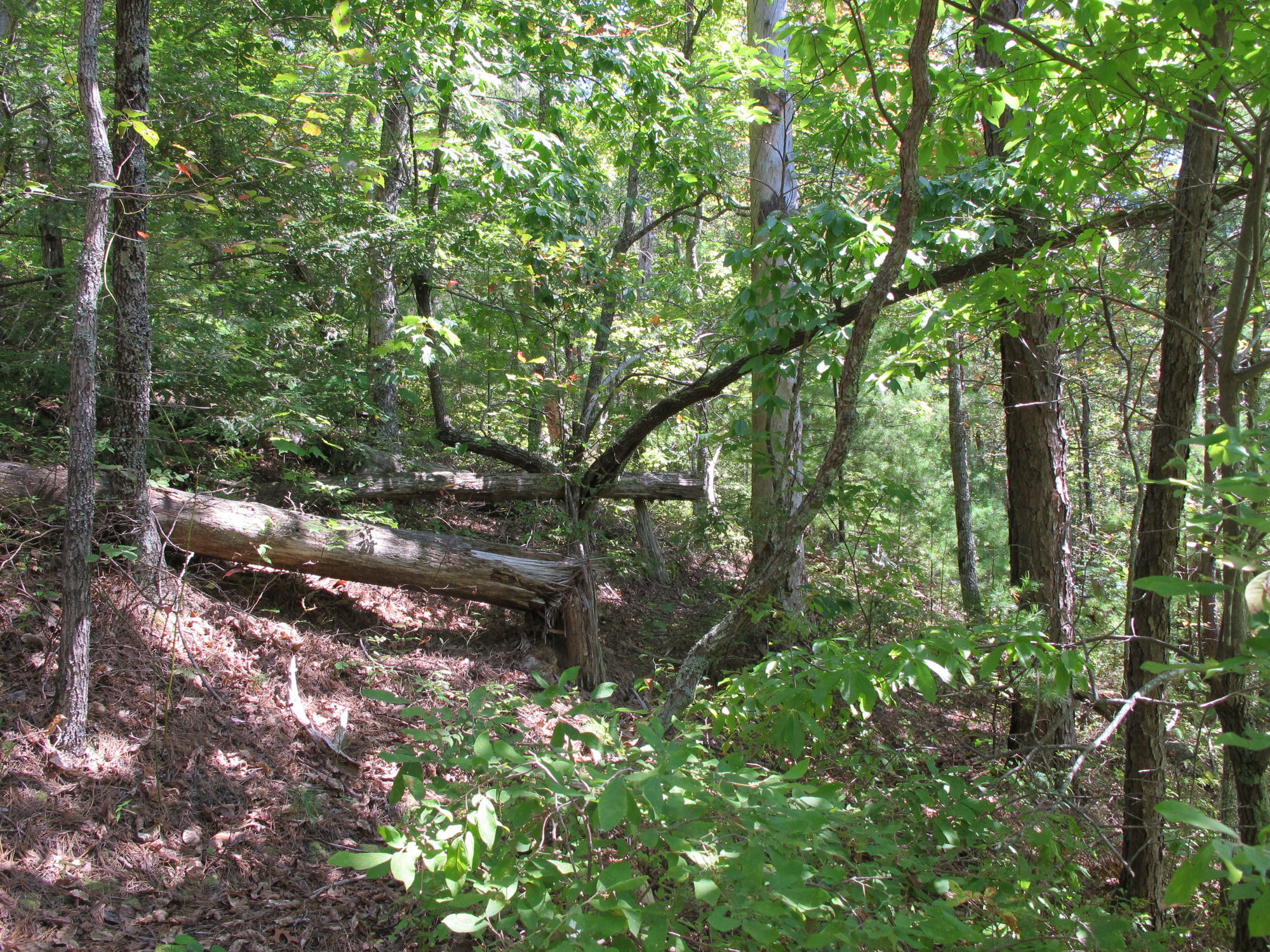 GRSM Accuracy Assessment. Plot Code: GRSM_AA_0755_3