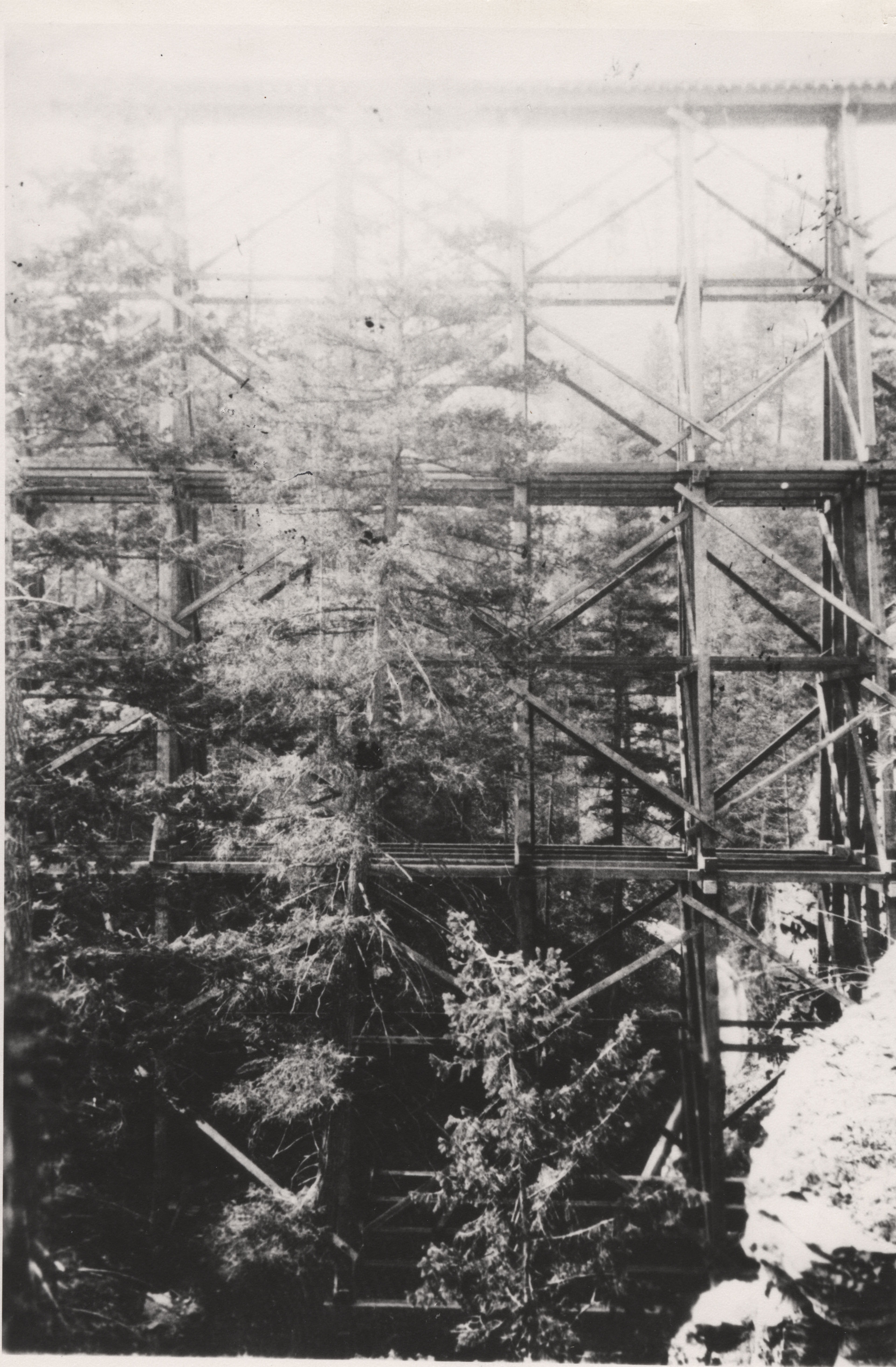 Faded black and white photograph of railroad trestle surrounding by tall pine trees 