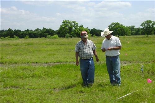 Experimental plots for King Ranch Bluestem research project at Lyndon B. Johnson NHP in 2004