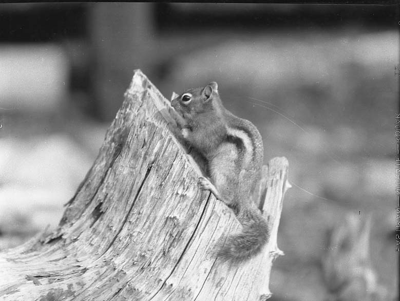 Glacier National Park