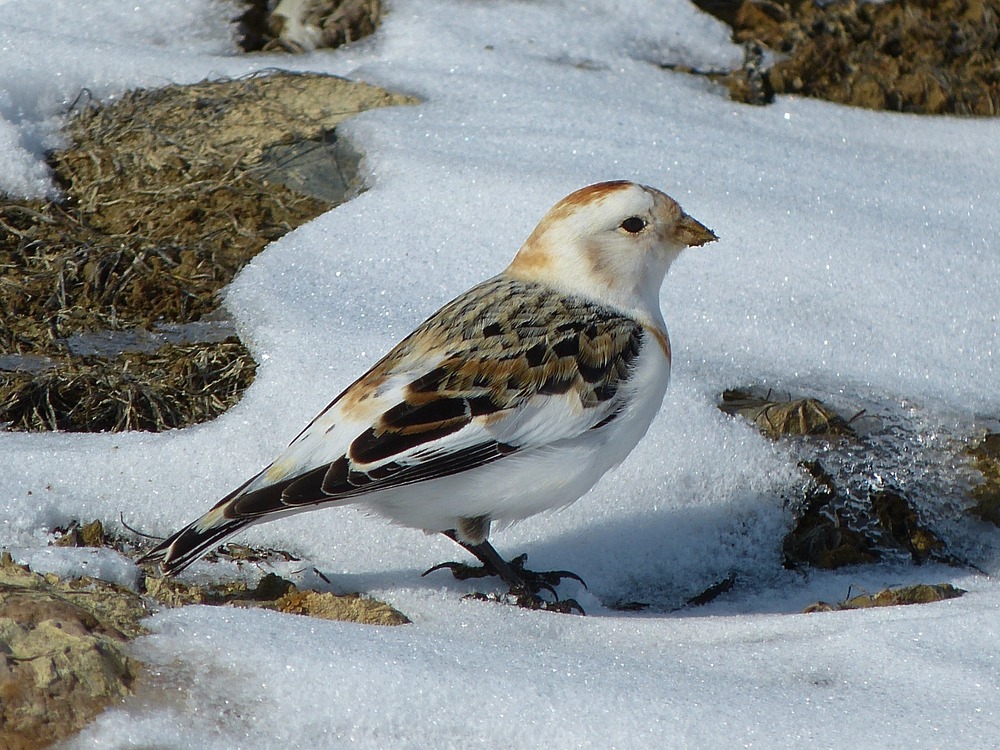 A single brown and white snow bunting stands camouflaged on the melting snow.
