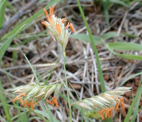 Buffalograss - 2 - 8 in.
Buchloe dactyloides
Matures: May - June
