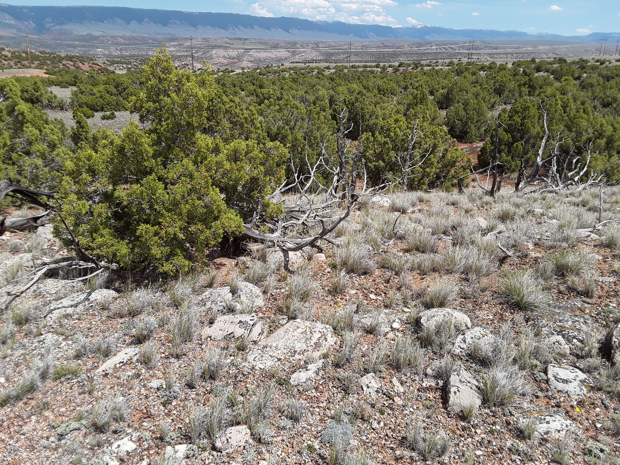 Image of the vegetation and landscape at photo point in Bighorn Canyon NRA.