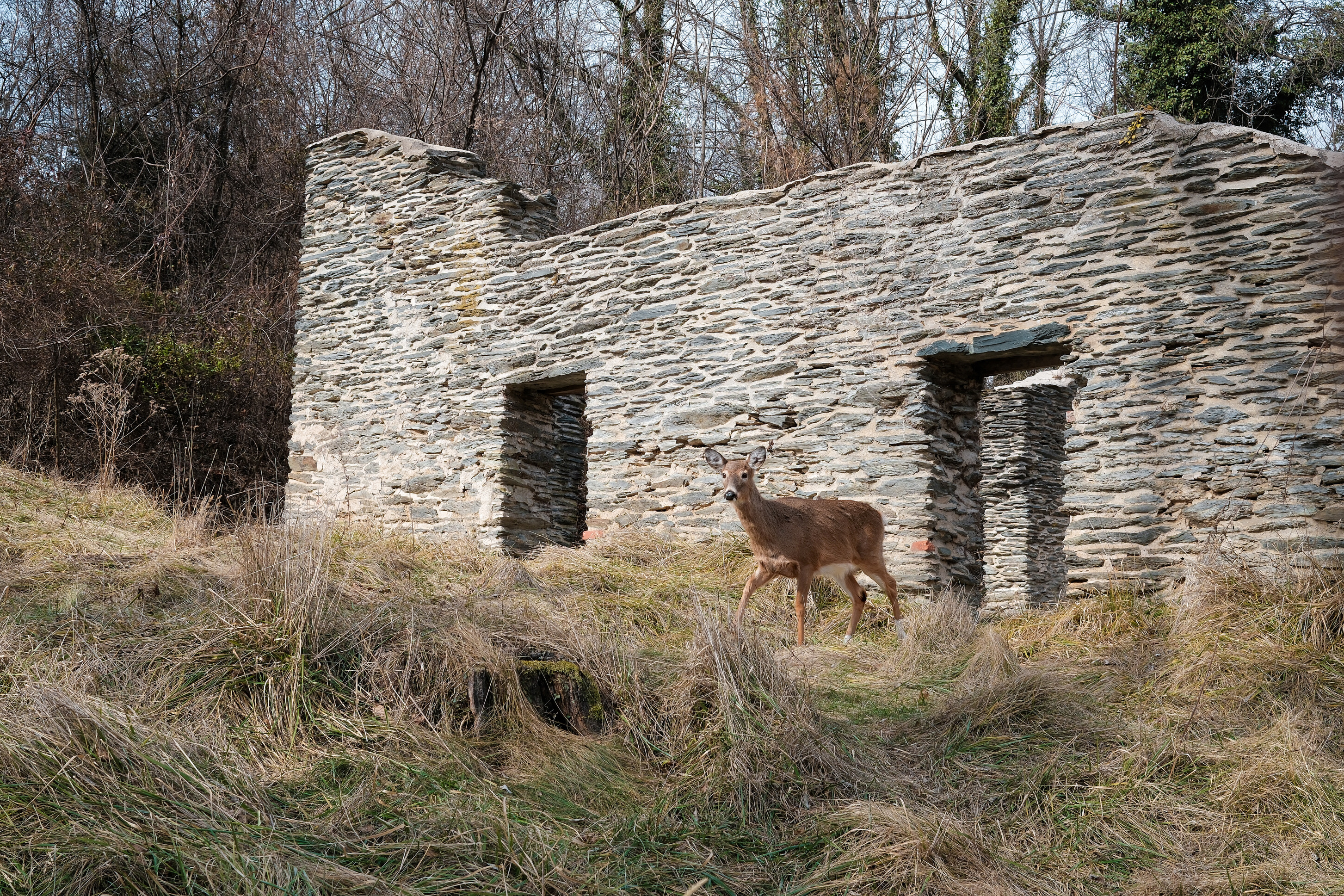 A deer walks out from the doorway of an abandoned stone structure. 