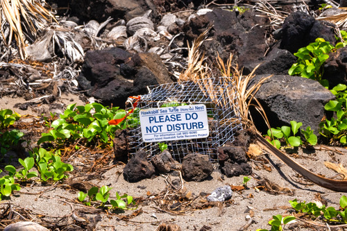 A small wire cage surrounded in black lava rocks on a sandy and vegetated area with a sign that reads: Hawksbill Seat Turtle Nest: Please Do Not Disturb