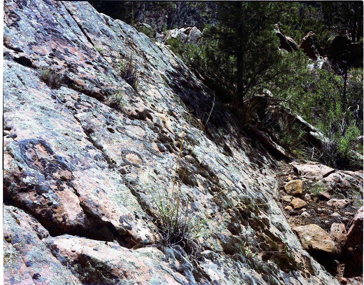 Color photo of lichen on Sand Bench Trail - Exhibit 16-1.