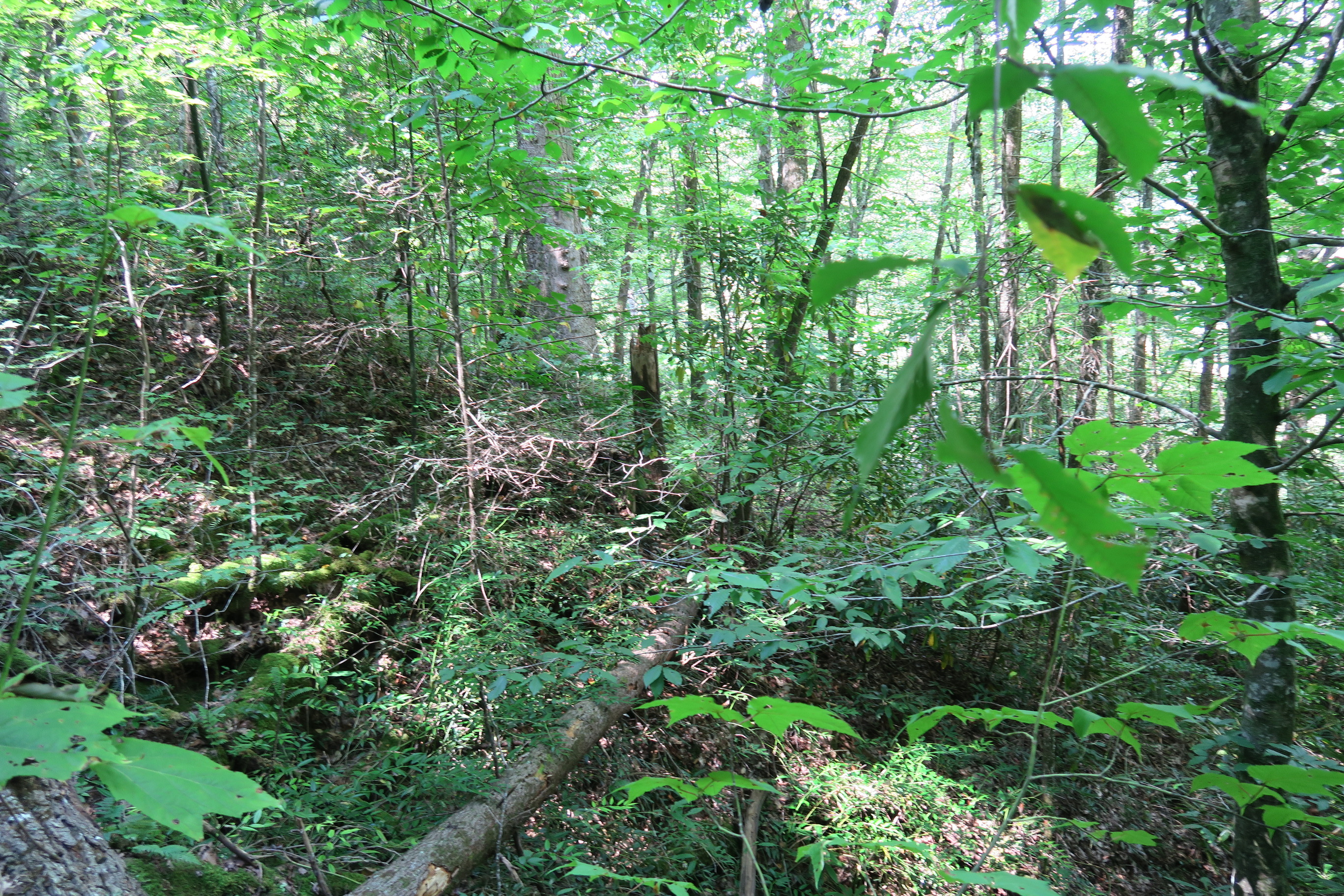 GRSM Accuracy Assessment. Plot Code: GRSM_AA_0845_5