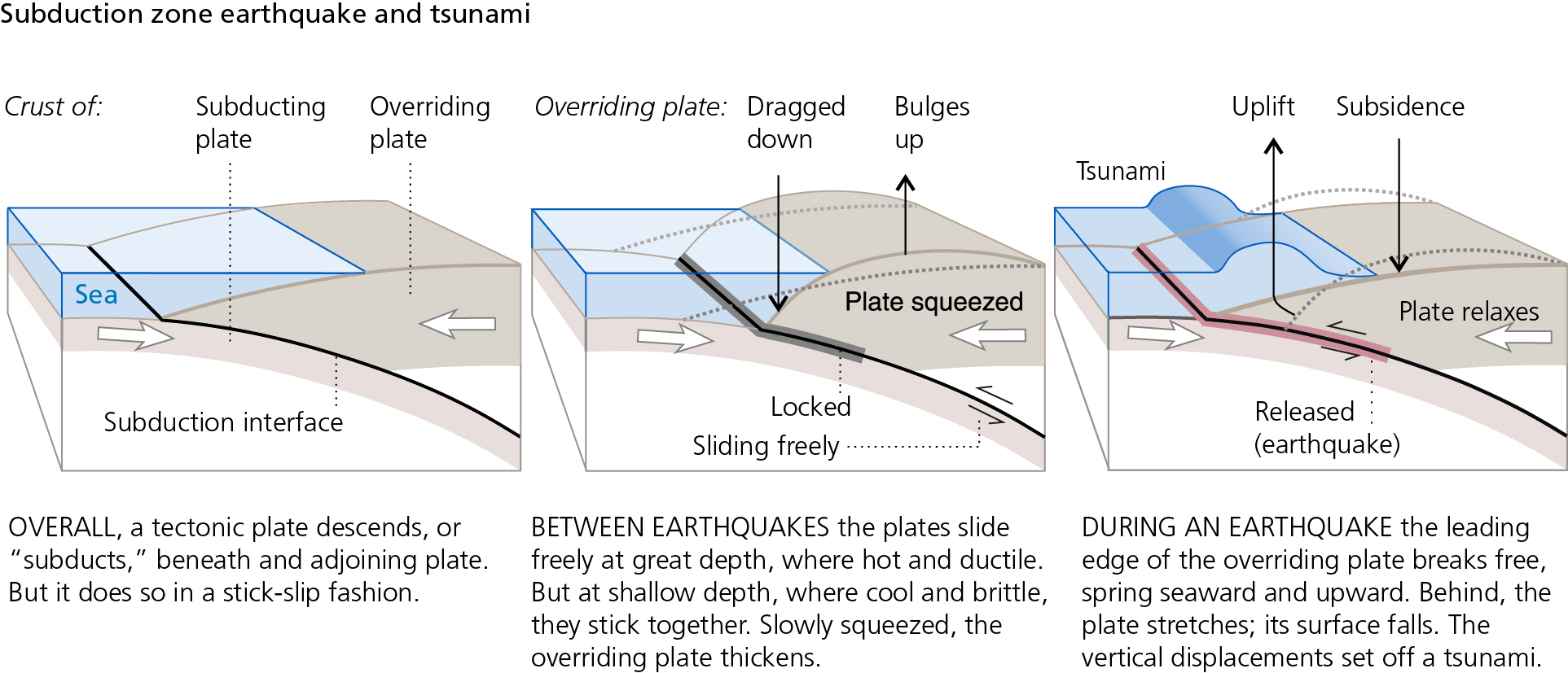 Diagram showing the mechanism of subduction zone earthquake and tsunami generation. There are 3 panels showing relationship between crust of subducting and overriding plates. Three panels include the following text (1) OVERALL, a tectonic plate descends, or “subducts,” beneath and adjoining plate. But it does so in a stick-slip fashion. (2) BETWEEN EARTHQUAKES the plates slide freely at great depth, where hot and ductile. But at shallow depth, where cool and brittle, they stick together. Slowly squeezed, the overriding plate thickens. (3) DURING AN EARTHQUAKE the leading edge of the overriding plate breaks free, spring seaward and upward. Behind, the plate stretches; its surface falls. The vertical displacements set off a tsunami. 