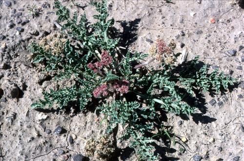 Badlands Flowers: Red, Pink, Blue