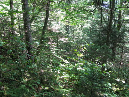 GRSM Accuracy Assessment. Plot Code: GRSM_AA_0148_6