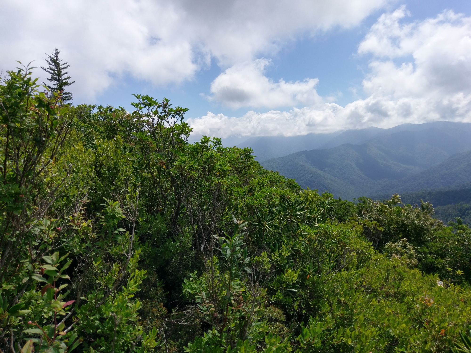 Plot Code: GRSM_AA_0389_3