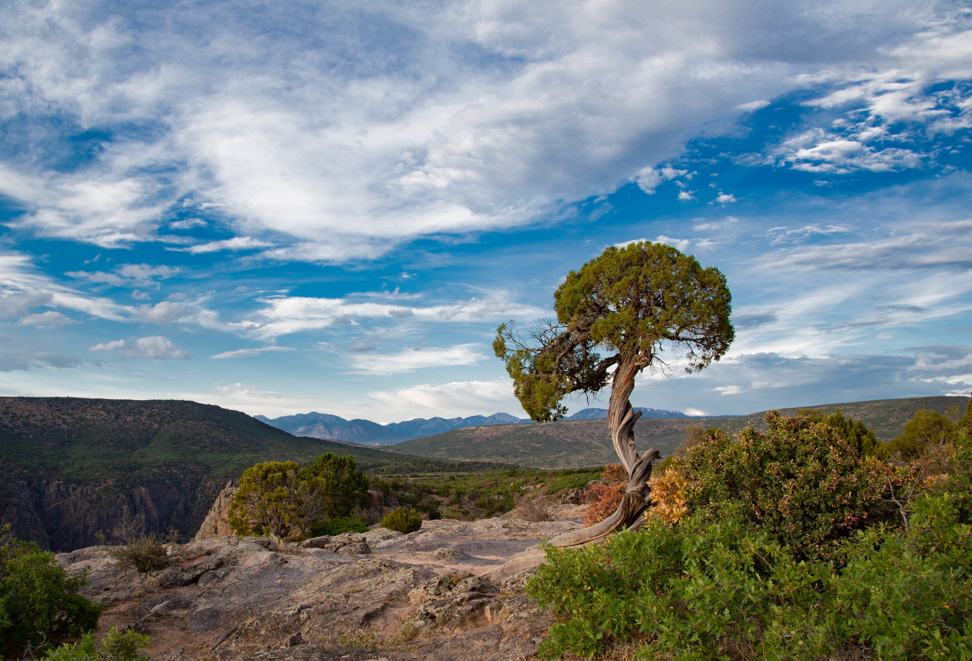 Juniper tree on a rocky surface