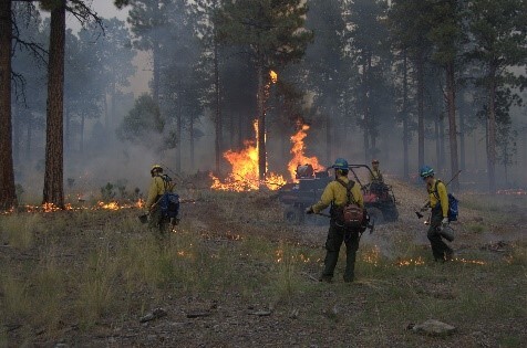 Firefighters carrying packs, tools, and drip torches walk through an area of the forest with a surface fire burning through the grass and understory vegetation