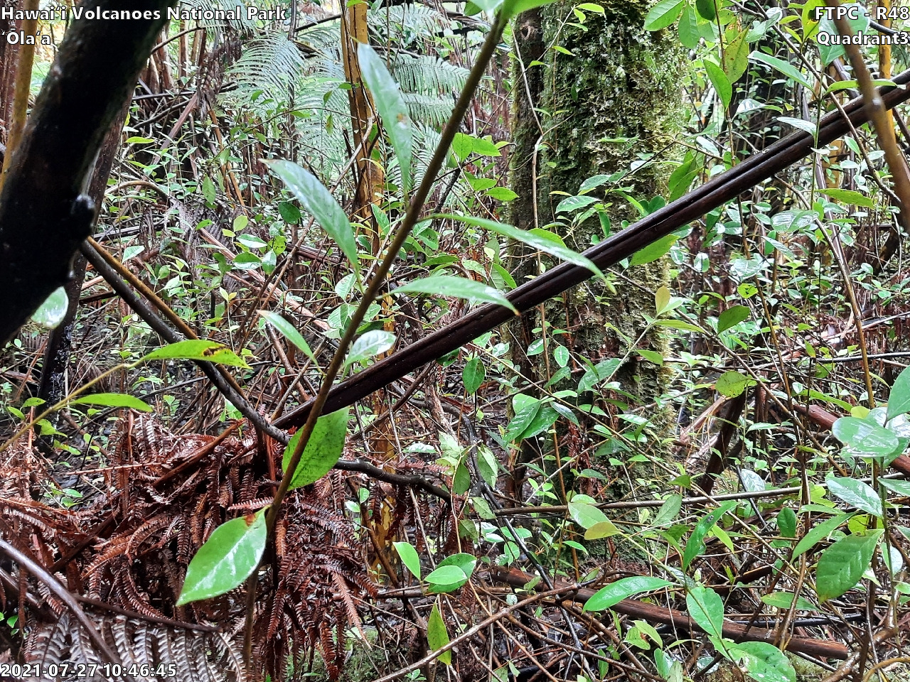 Eye-level view of plant community at monitoring site