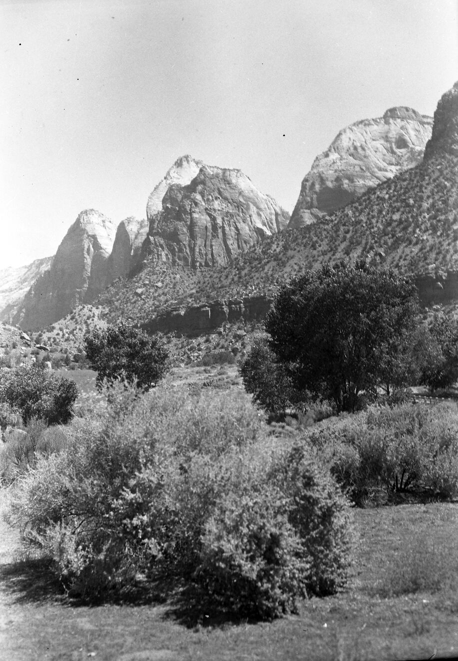 Shadscale saltbrush.