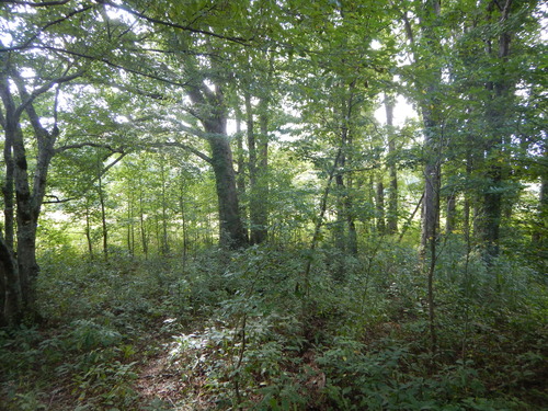 GRSM Accuracy Assessment. Plot Code: GRSM_AA_0712_8