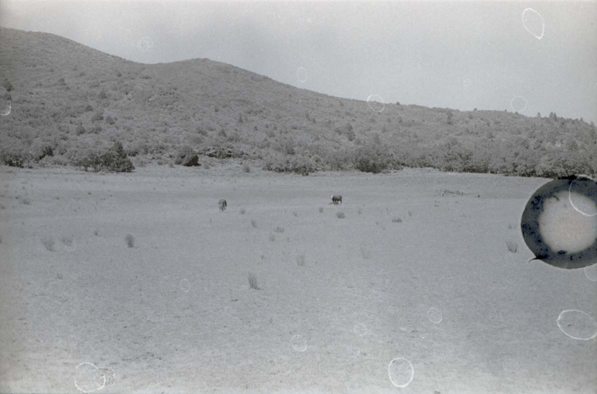 BW photo of the 1937 grazing study 35MM. Photo of cows grazing.