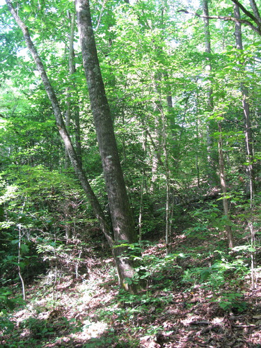 GRSM Accuracy Assessment. Plot Code: GRSM_AA_0108_4