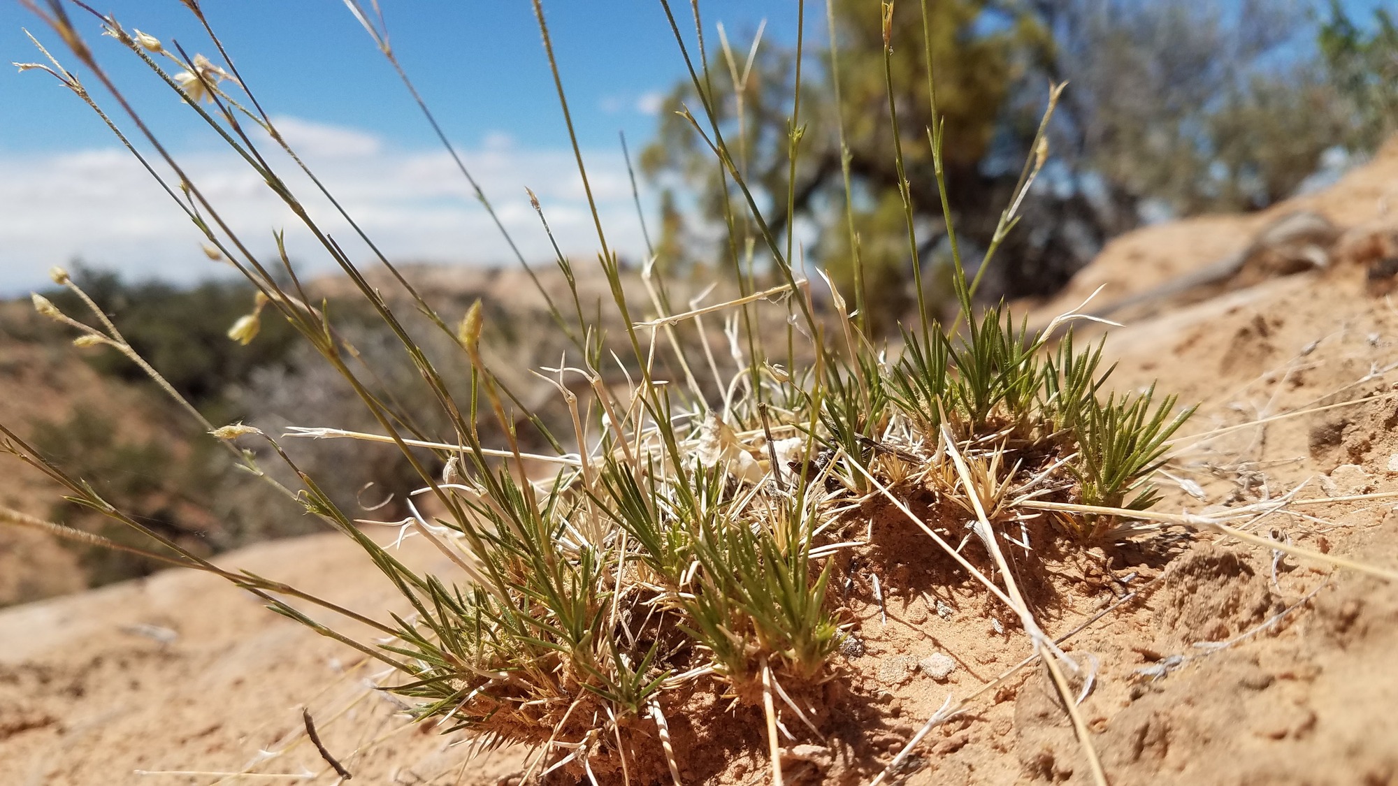 tufted flower growing in red soil