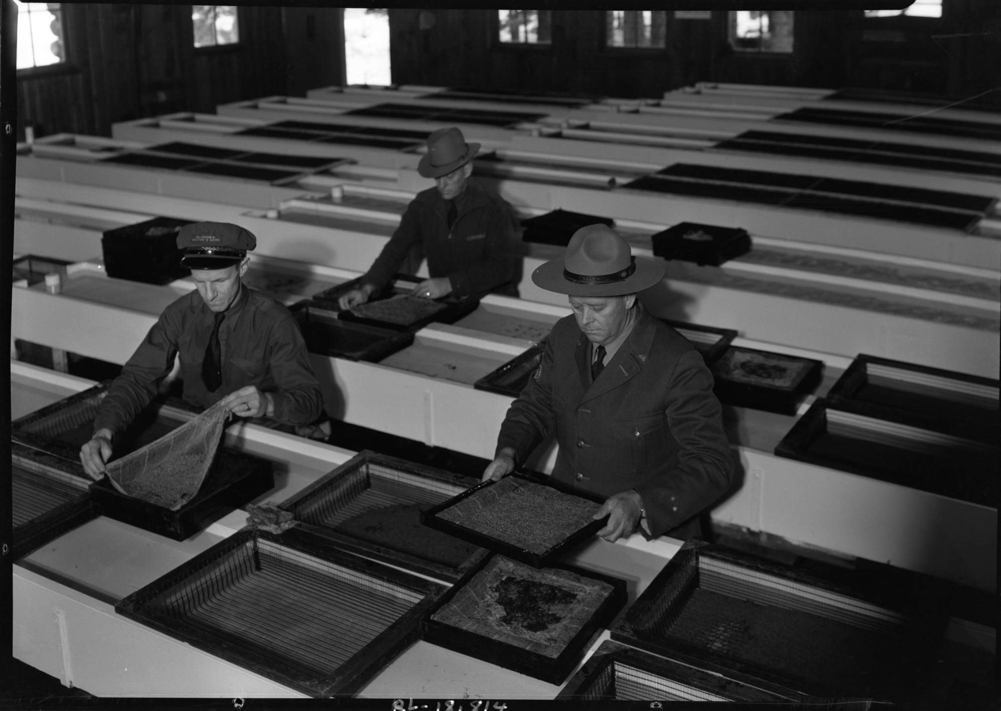 Laidlaw, Archie Thompson and Bill Reymann in Hatchery. See also RL-13,531.