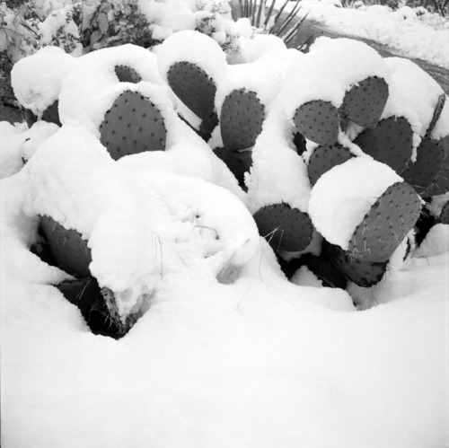 Prickly pear cactus in snow Storm began 7 p.m. on January 18, 1955 leaving 27-inches of snow at East Entrance and 14-inches of snow at South Entrance. [Nearly identical to catalog number ZION 9998]
