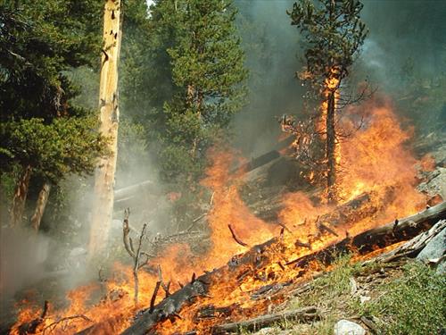 McClure wildfire used for resource benefit, Sequoia and Kings Canyon National Parks, summer 2004