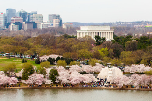 The Martin Luther King Jr Memorial stands by the Tidal Basin, surrounded by several people and cherry blossom trees. The Lincoln Memorial is seen in the background. 