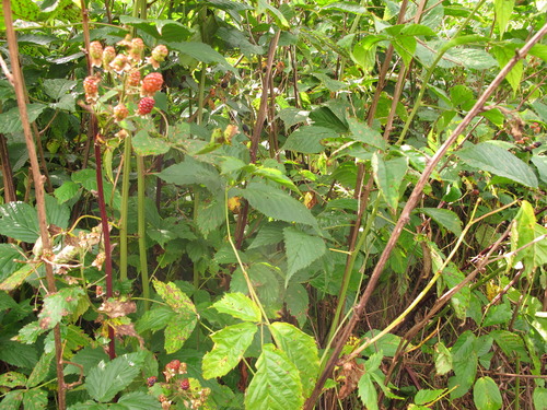 Plot Code: GRSM_AA_0645_2