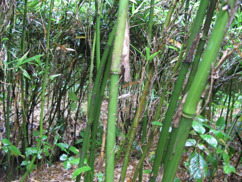 Plot Code: GRSM_AA_0482_2