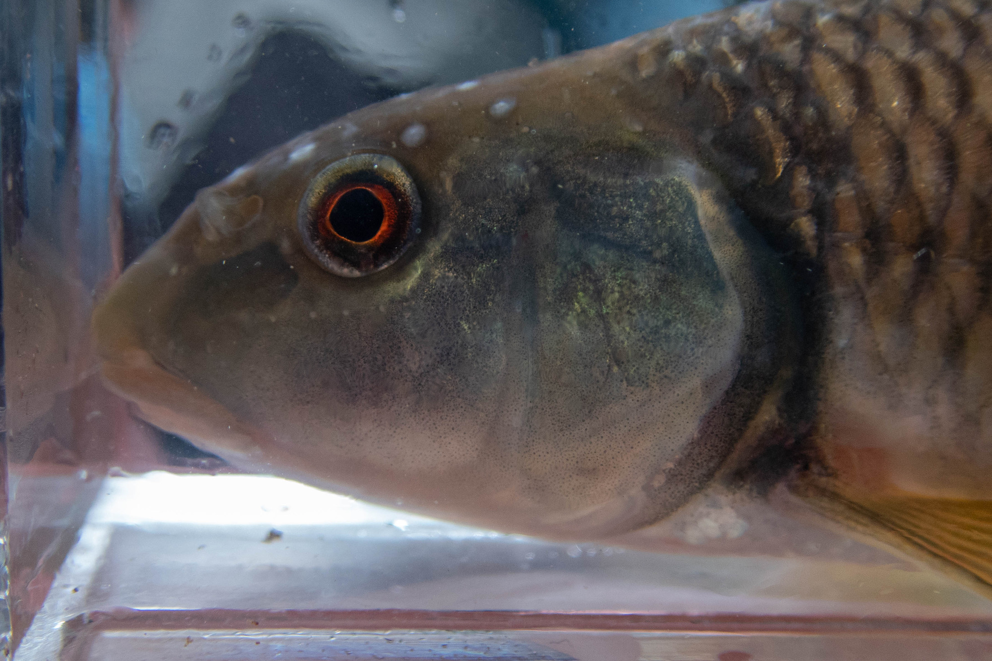 Nocomis leptocephalus (bluehead chub) - head, mouth, medium adult, male