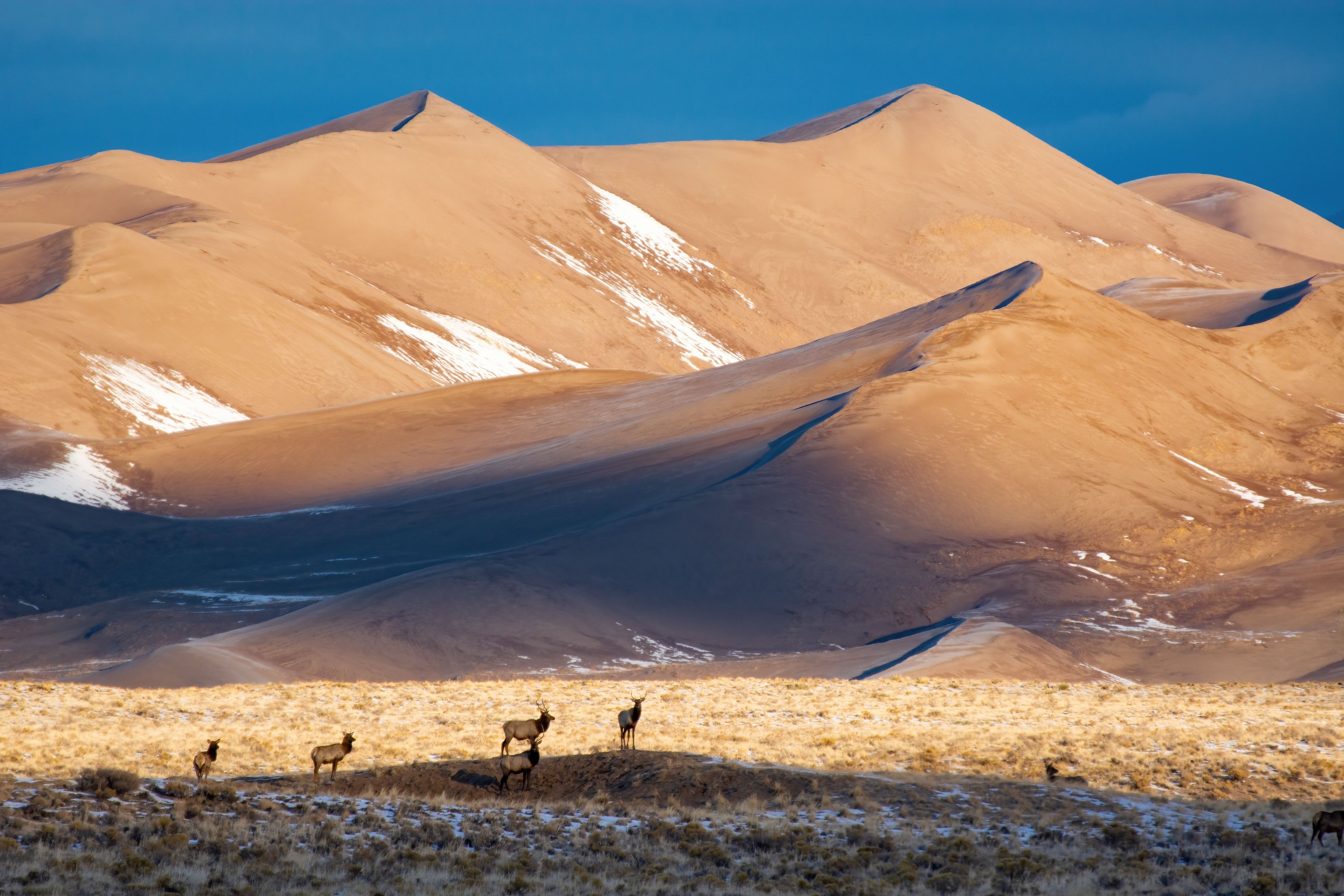 Bull Elk Standing Below Star Dune on a Winter Morning