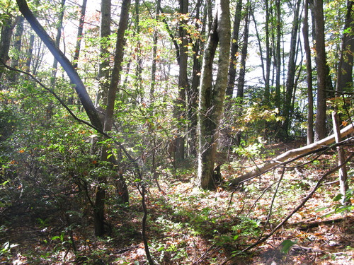 GRSM Accuracy Assessment. Plot Code: GRSM_AA_0150_6