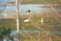 ARPO Animals Ardea Alba ArdeaAlba3. 