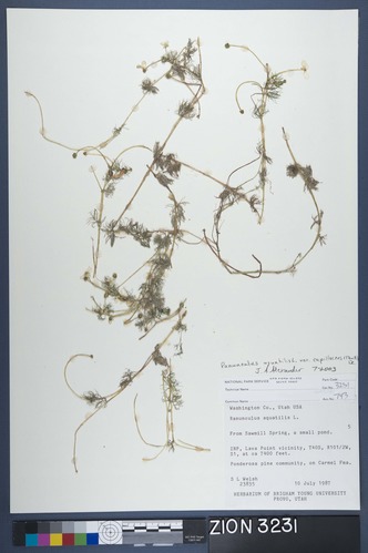 Herbarium Specimen Sheet 3231