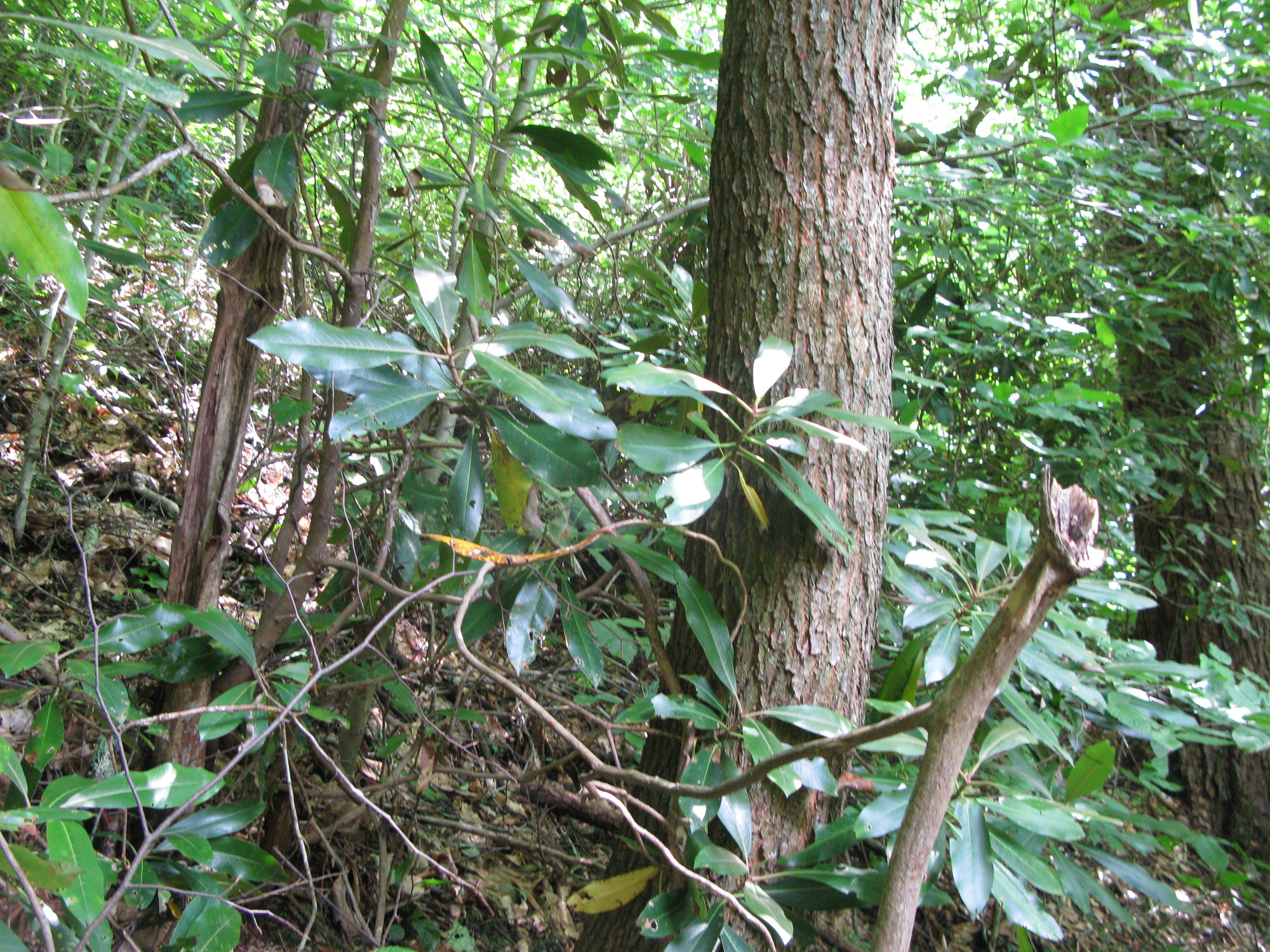 GRSM Accuracy Assessment. Plot Code: GRSM_AA_0762_4