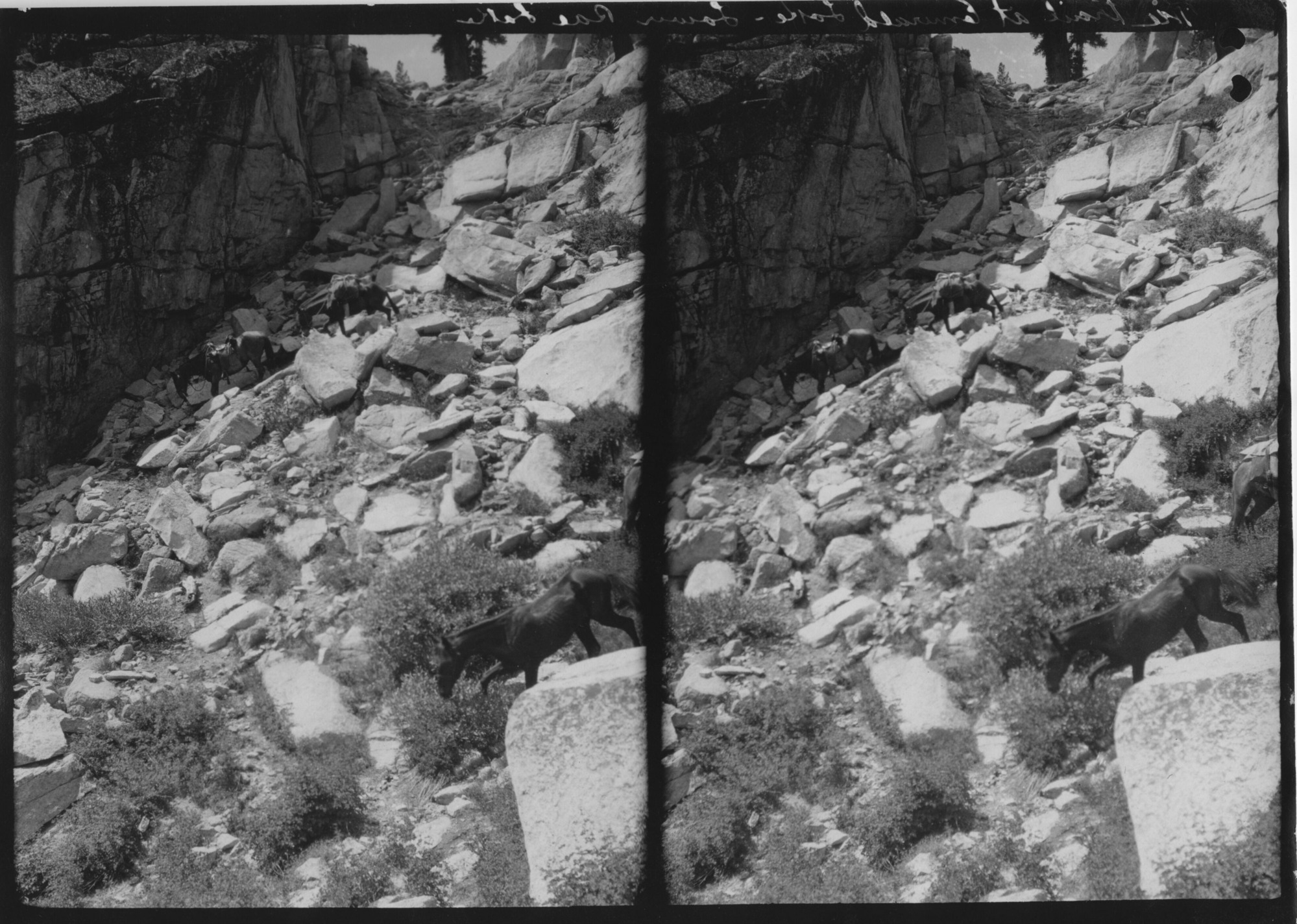 SEKI Roberts Collection Series: 3 Prints; 1 Small; 15 Stereographs