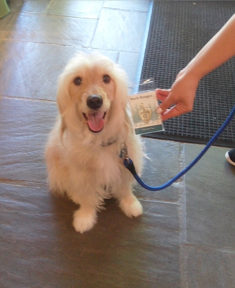 white dog sitting inside visitor center 