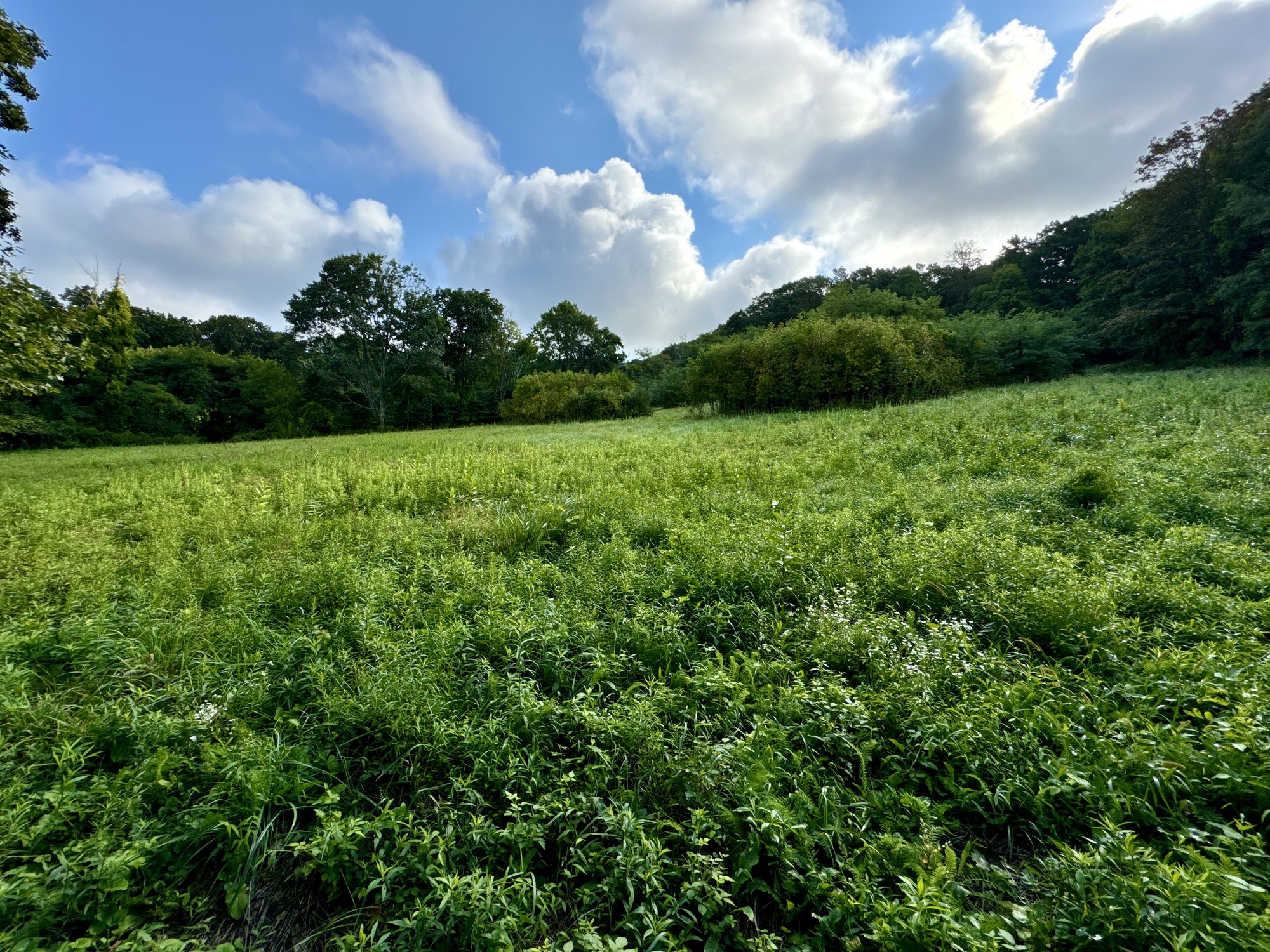Open Field at the Braestrup property in Catoctin Mountain Park. These fields are part of a upcoming grasslands restoration project.