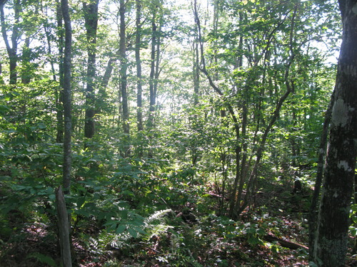 GRSM Accuracy Assessment. Plot Code: GRSM_AA_0249_5