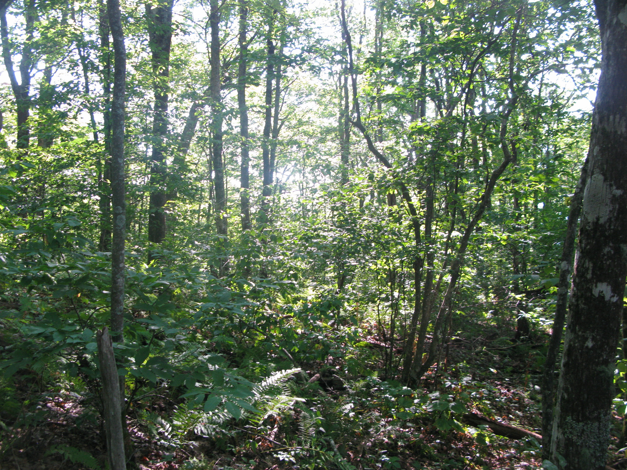 GRSM Accuracy Assessment. Plot Code: GRSM_AA_0249_5