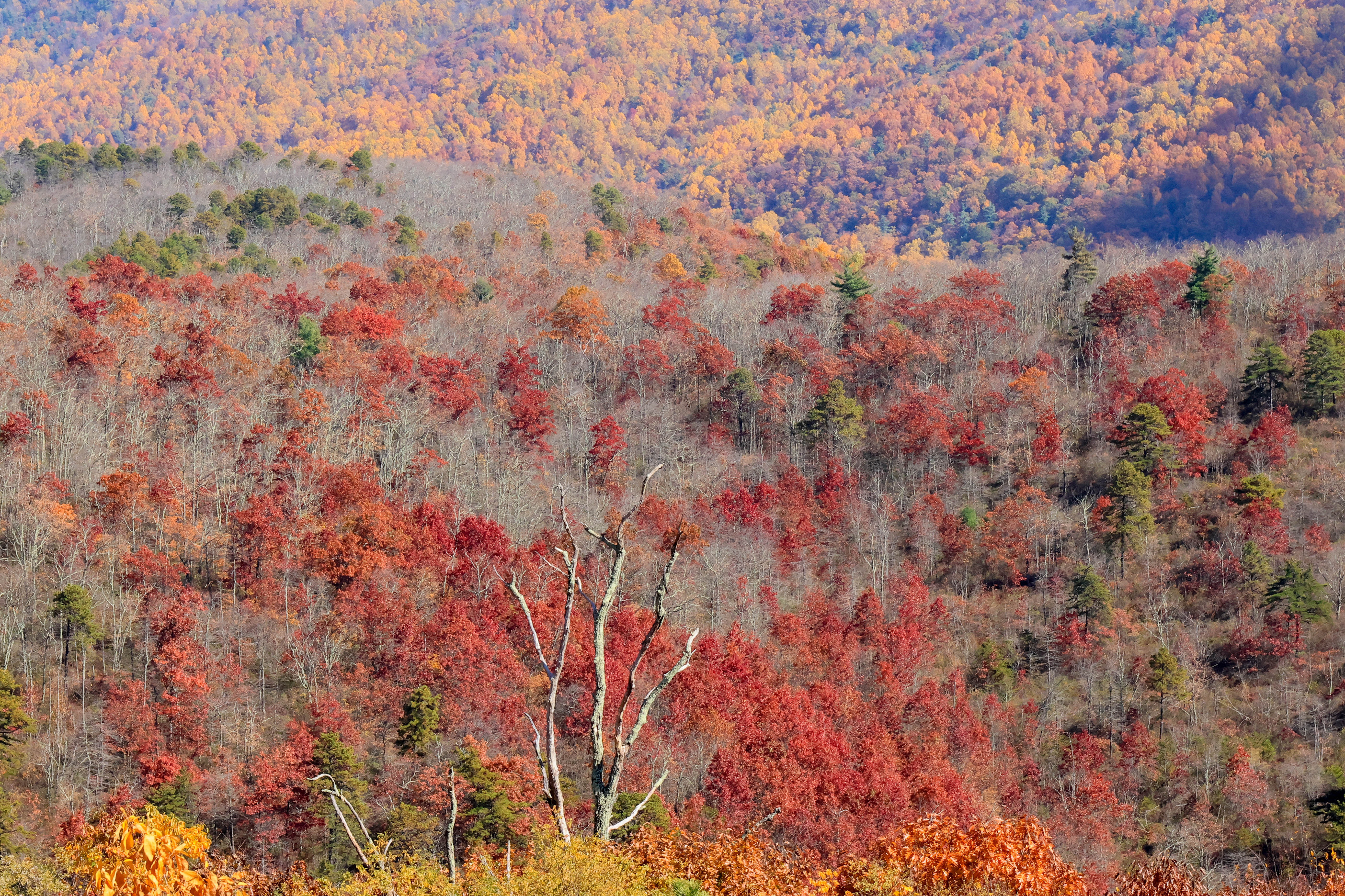 A patch of bare trees after dropping their autumn leaves. A few bright red trees dot the bare area. 