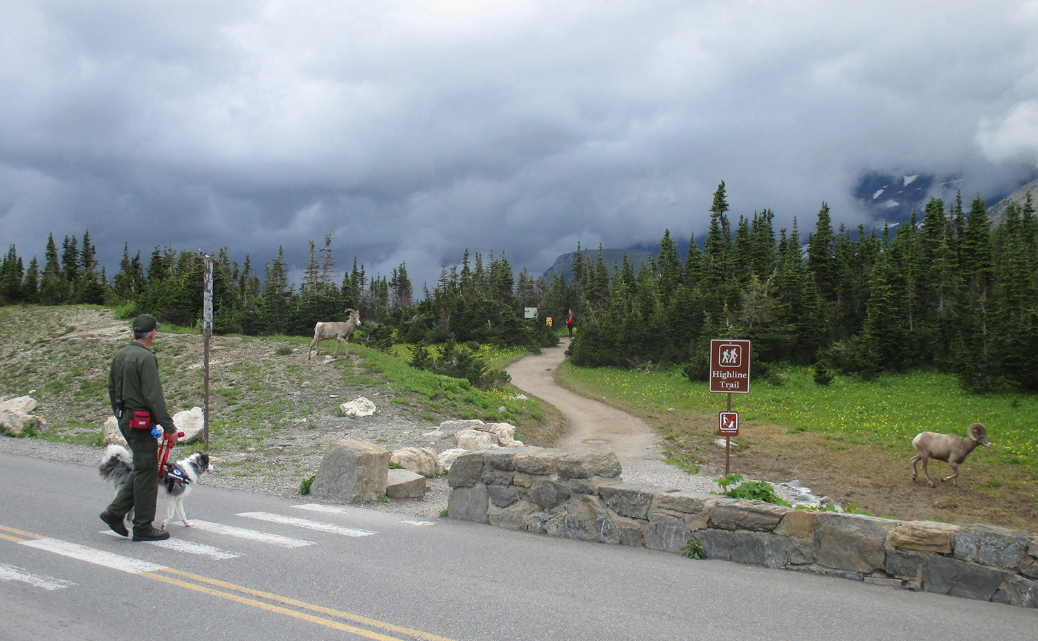 Park ranger and dog cross road bear sign for Highline Trail. Two bighorn rams are moving away from them.