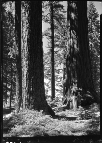 Miss Harlean James, Mrs. Sluter, Mr. Justin James at Mariposa Grove