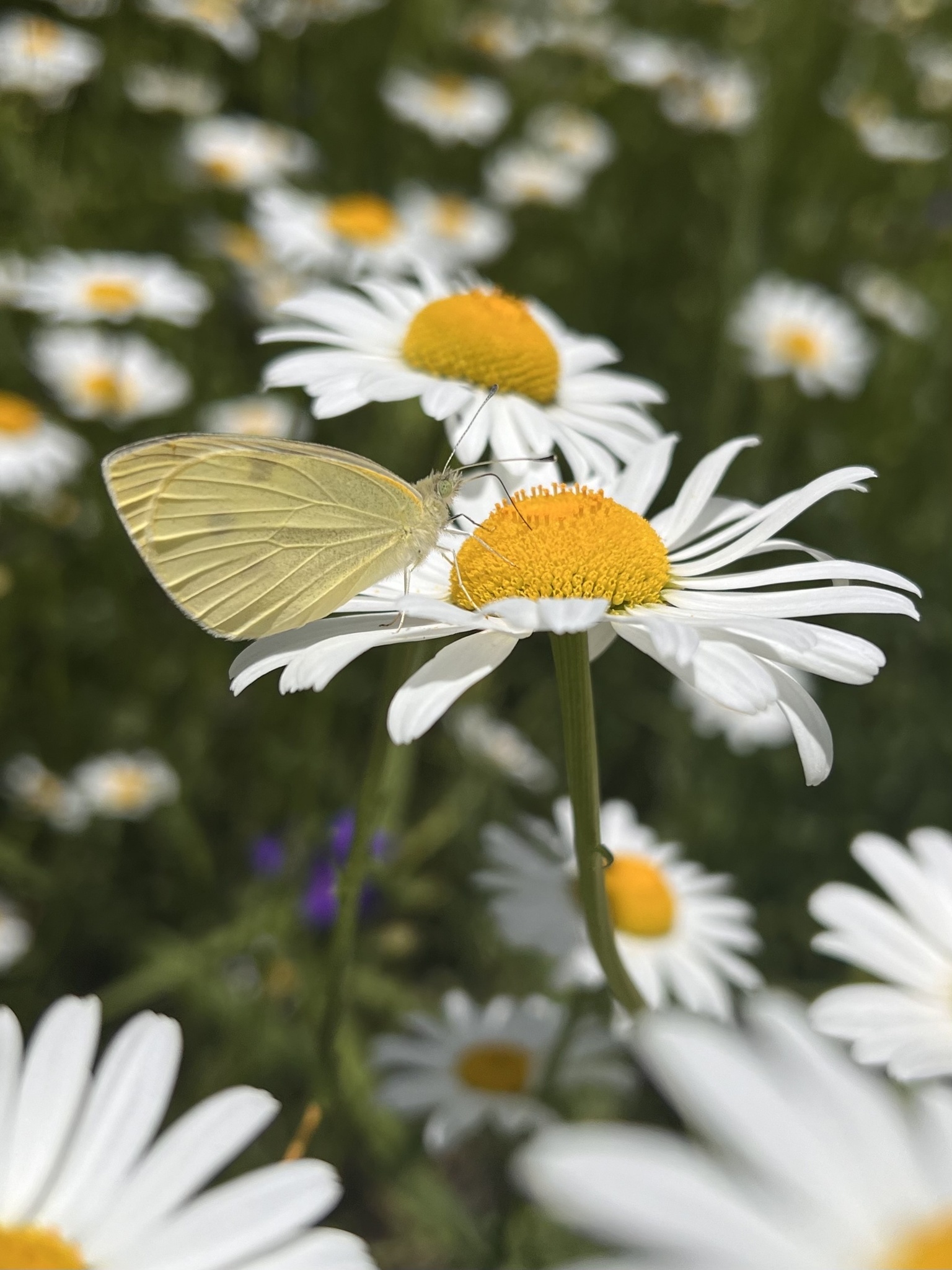 A yellow butterfly on a white and yellow flower. 