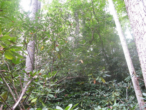 GRSM Accuracy Assessment. Plot Code: GRSM_AA_0655_6