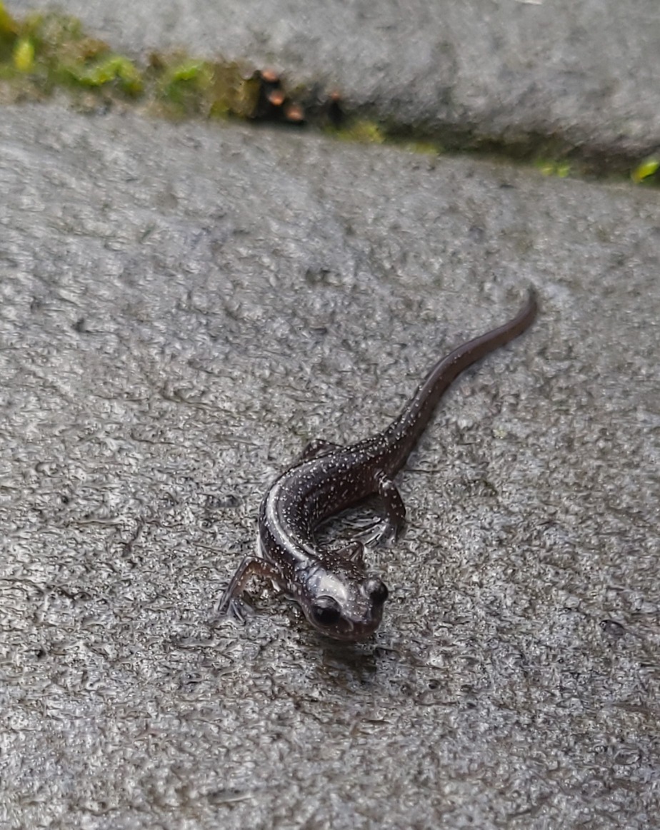 Slimy salamander on the boardwalk 