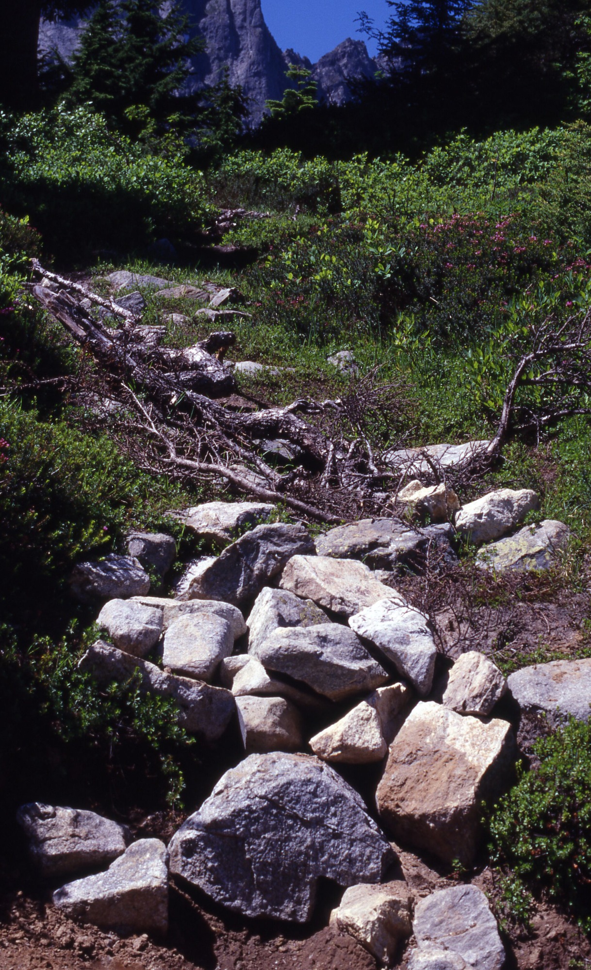 A rocky trail surrounded by wildflowers and shrubs. In the distance are mountainsides.