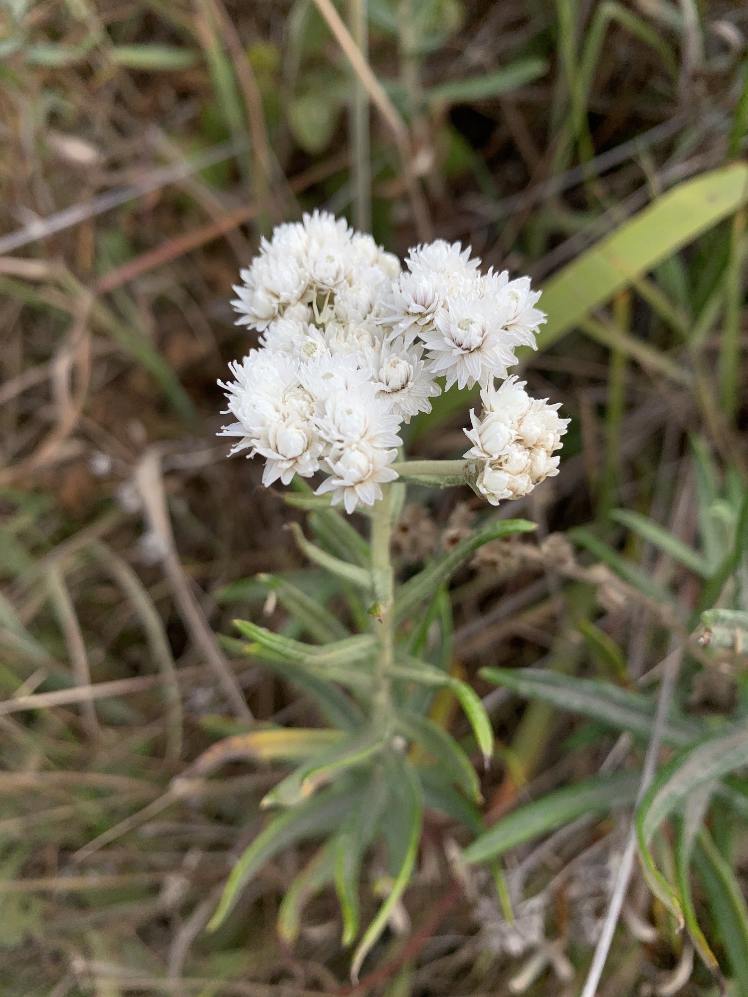A single erect plant stem leading up to a group of over a dozen closely grouped flowers. The flowers have tens of papery white triangular shaped petals. The petals are increasingly extended from the center of the flower to the edge. Narrow green leaves with a white midvein trickle down the stem.