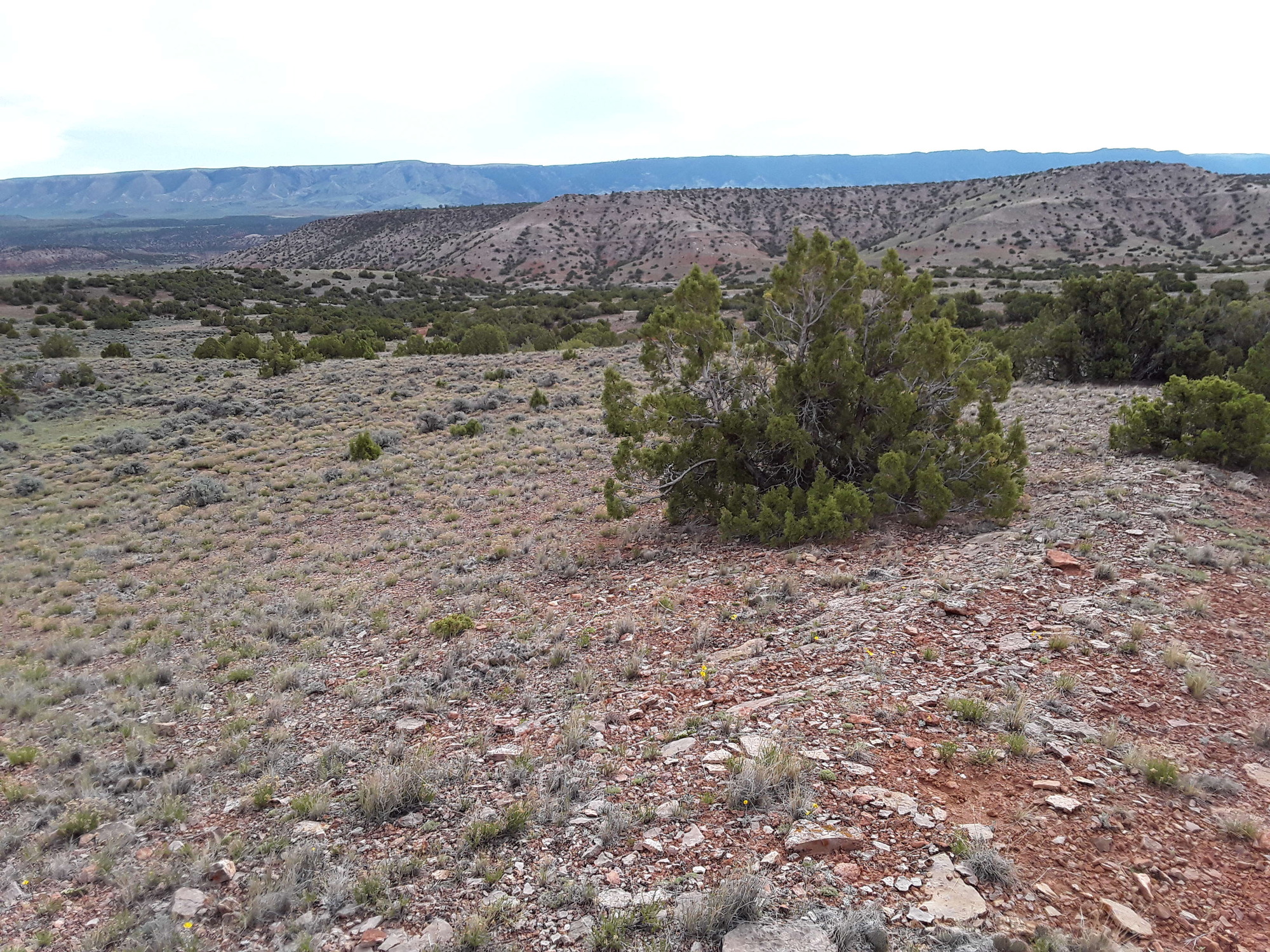 Image of the vegetation and landscape at photo point in Bighorn Canyon NRA 