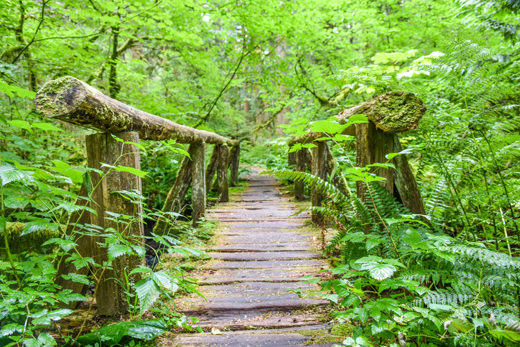 A wooden bridge sits among very green ferns and trees.